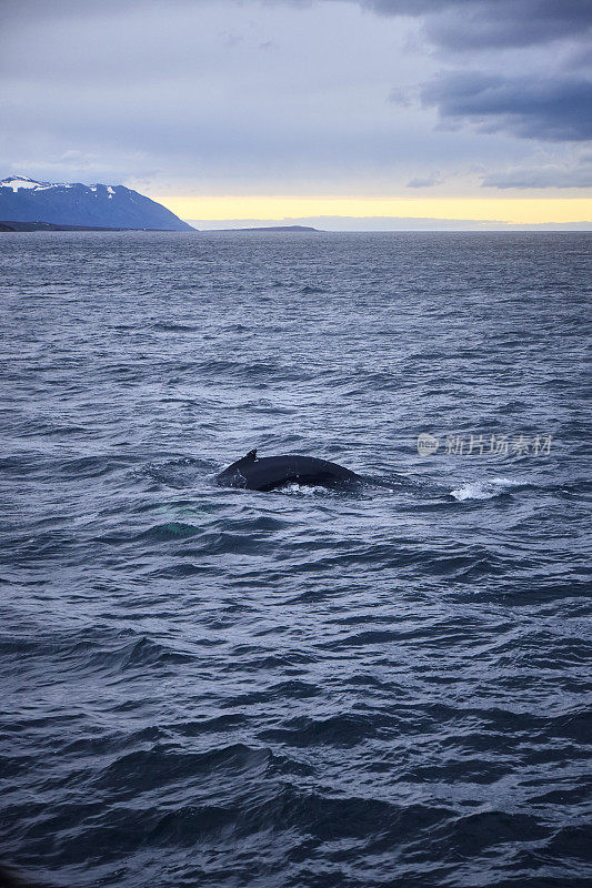 Whale watching at Eyjafjörður fjord, Akureyri, North Iceland